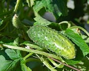 Почему мои огурцы желтеют? Причины и способы устранения