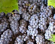 Какие есть способы укрытия винограда на зиму?